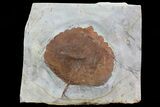Detailed Fossil Leaf (Zizyphoides) - Montana #75493-1
